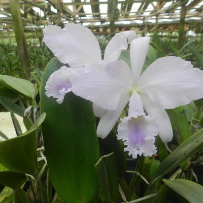 CATTLEYA warneri var. caerulescens