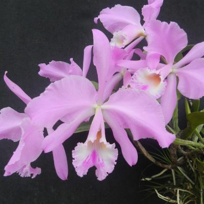 CATTLEYA warneri var concolor