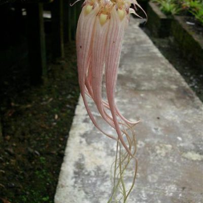 BULBOPHYLLUM longissimum