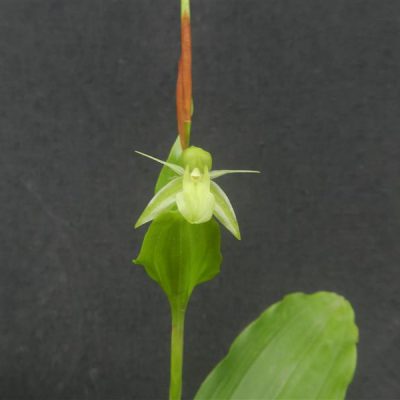 COELOGYNE naja