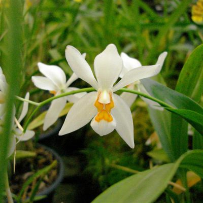 COELOGYNE ochracea