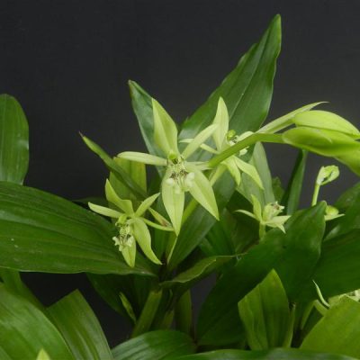 COELOGYNE parishii