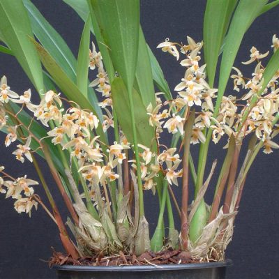 COELOGYNE sulphurea