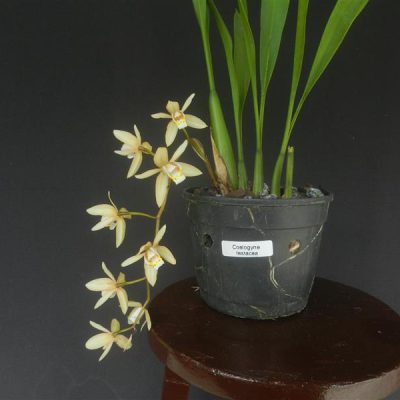COELOGYNE testacea