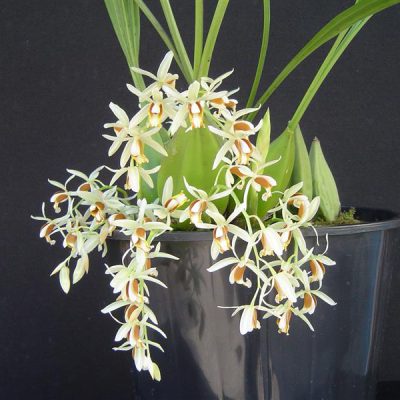 COELOGYNE trinervis