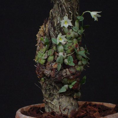 CONSTANTIA cipoensis