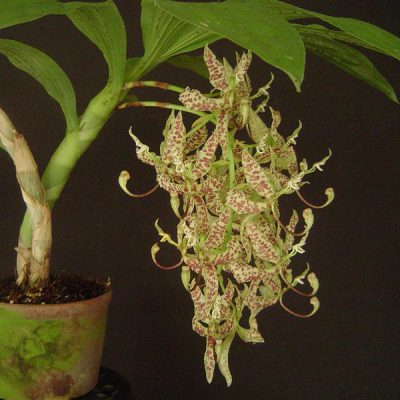 CYCNOCHES pentadactylum