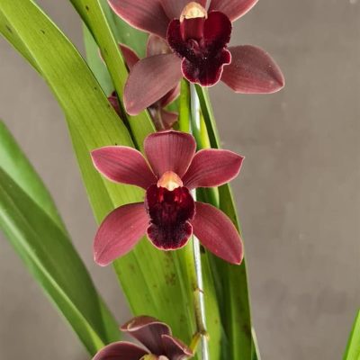 CYMBIDIUM Black Shower