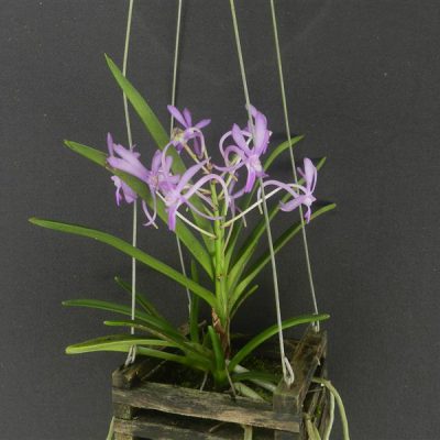 DARWINARA Charm Blue Star