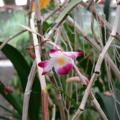 DENDROBIUM rhodostoma