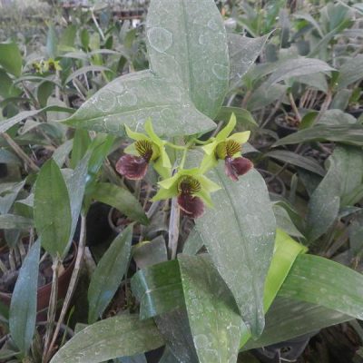 DENDROBIUM convolutum