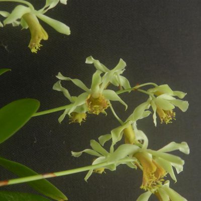 DENDROBIUM delacourii