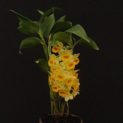 DENDROBIUM densiflorum