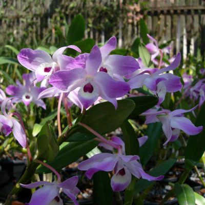 DENDROBIUM dominianum