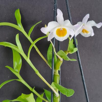 DENDROBIUM findleyanum