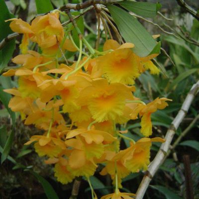 DENDROBIUM fimbriatum