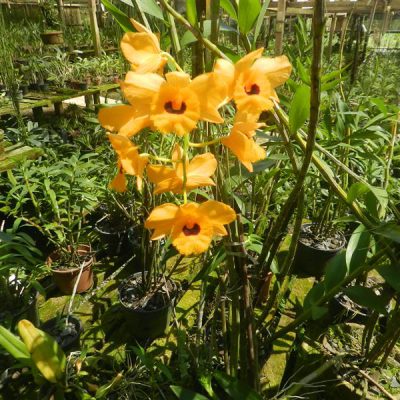 DENDROBIUM fimbriatum var oculatum