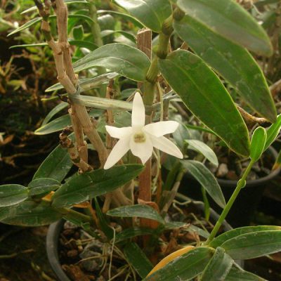 DENDROBIUM fusiforme
