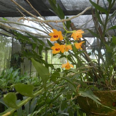 DENDROBIUM gibsonii