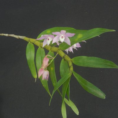 DENDROBIUM hercoglossum