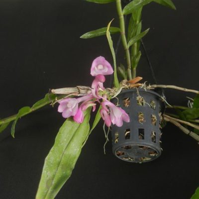 DENDROBIUM intricatum