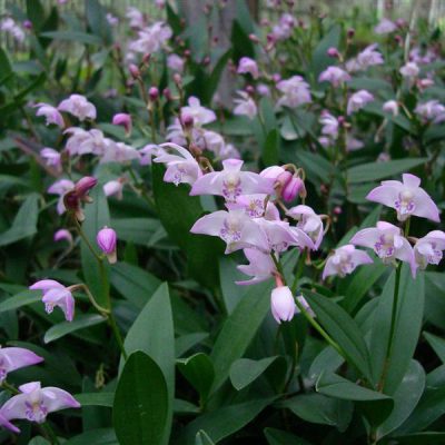 DENDROBIUM kingianum