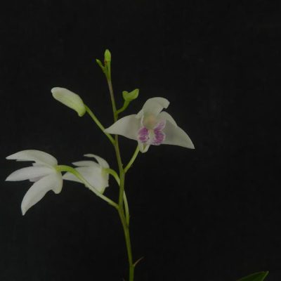 DENDROBIUM kingianum semi alba