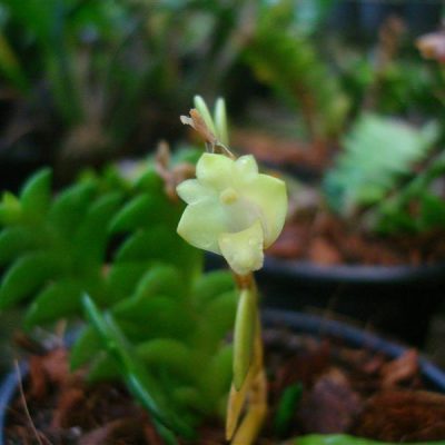 DENDROBIUM leonis