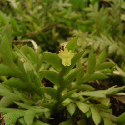 DENDROBIUM mannii