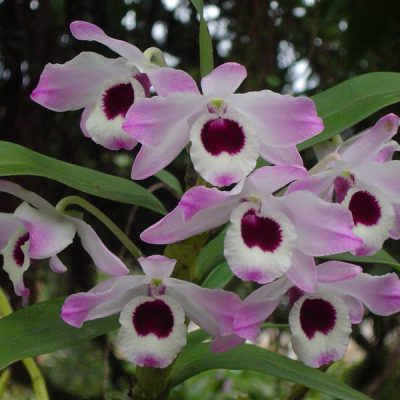 DENDROBIUM nobile