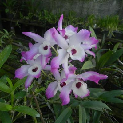 DENDROBIUM nobile var elegans