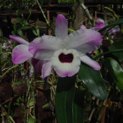DENDROBIUM nobile var giganteum
