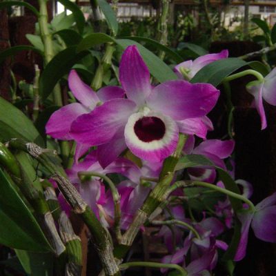 DENDROBIUM nobile var nobilius