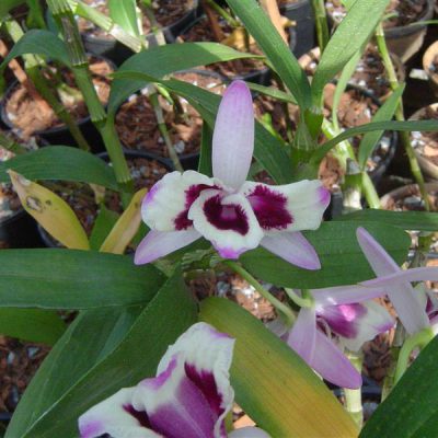 DENDROBIUM nobile var sanderianum