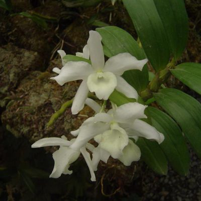 DENDROBIUM nobile var. alba