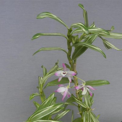 DENDROBIUM nobile variegatum