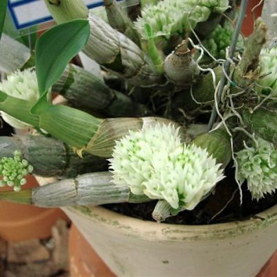 DENDROBIUM ophioglossum