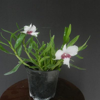 DENDROBIUM parthenium
