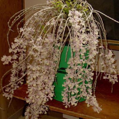 DENDROBIUM pierardii