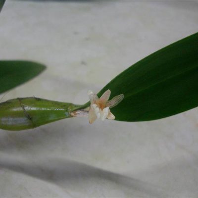 DENDROBIUM plicatile
