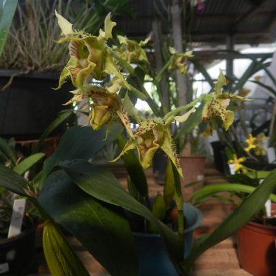 DENDROBIUM polysema