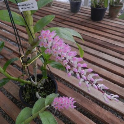 DENDROBIUM secundum