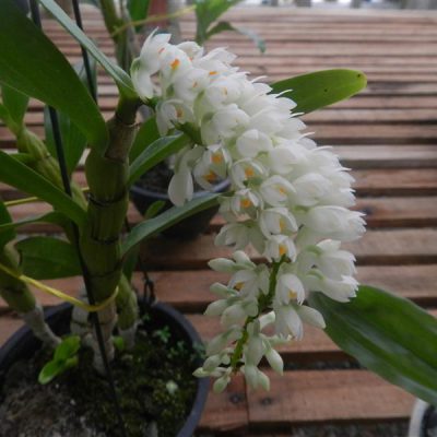 DENDROBIUM secundum var. alba