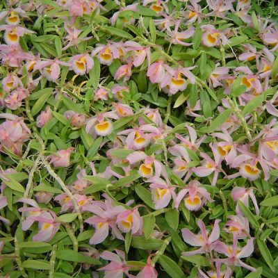 DENDROBIUM seidelianum (loddigesii)