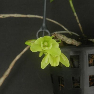 DENDROBIUM serratilabium