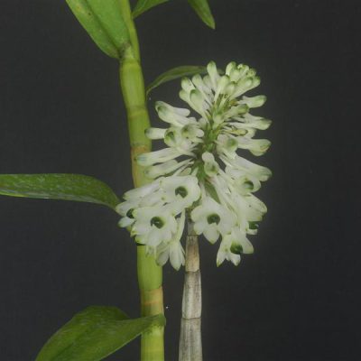 DENDROBIUM smilliae