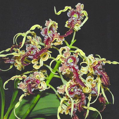 DENDROBIUM spectabile