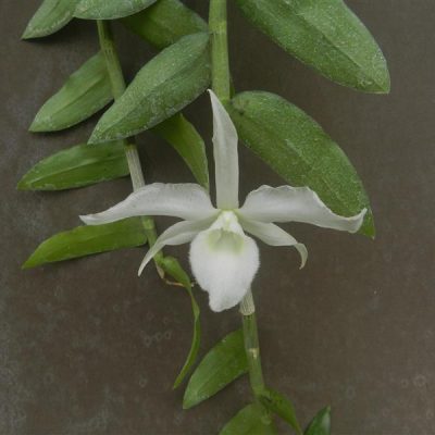 DENDROBIUM superbum var alba