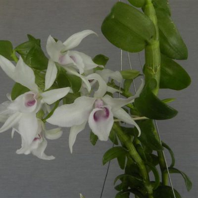 DENDROBIUM superbum var. caerulea