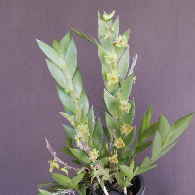 DENDROBIUM terminale